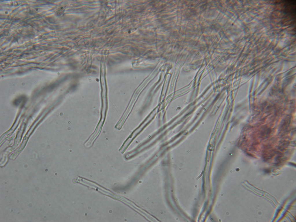 Da determinare...!!! (Radulomyces molaris)